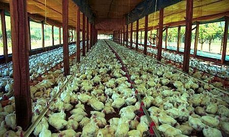 agroindústria frango