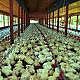 agroindústria frango