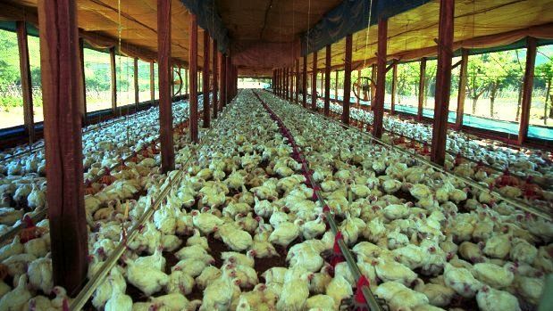 agroindústria frango