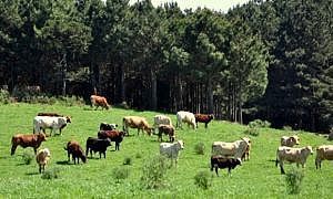 carne bovina