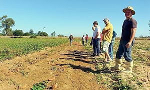 maracajá dia de campo batata doce 1