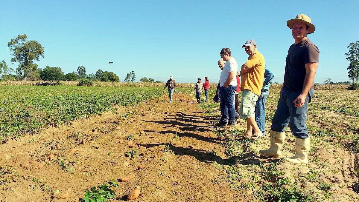 maracajá dia de campo batata doce 1