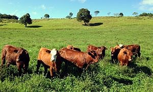 febre aftosa vaca gado pecuária