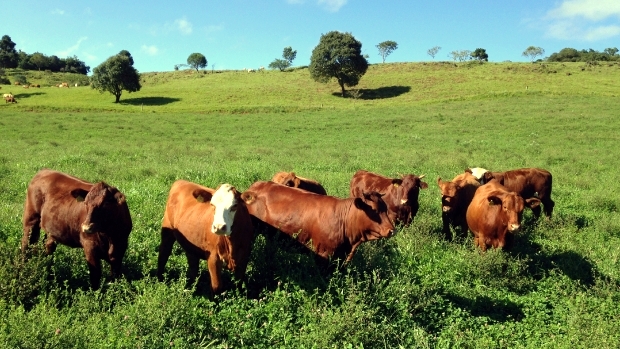febre aftosa vaca gado pecuária