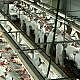 santa catarina amplia exportacoes de carnes em maio 20180612 1294538914