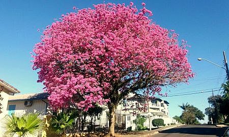 Árvores de Criciúma Famcri promove o 1º Concurso Fotográfico 2