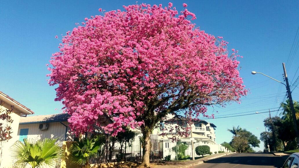 Árvores de Criciúma Famcri promove o 1º Concurso Fotográfico 2