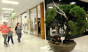 Bonsai 2