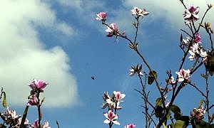 Flores primavera