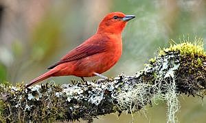 Aves 03