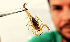 escorpiao capa ms