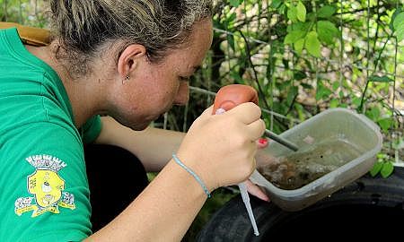 maracaja larvas de mostquito da dengue localizadas 2019 0211 15