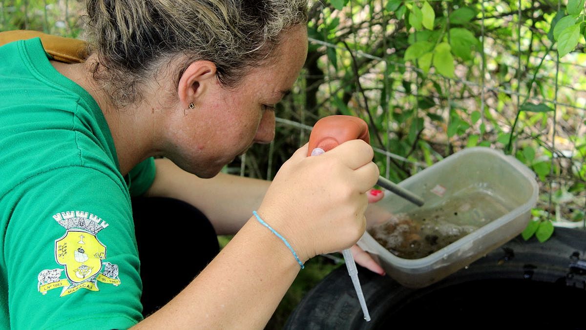 maracaja larvas de mostquito da dengue localizadas 2019 0211 15