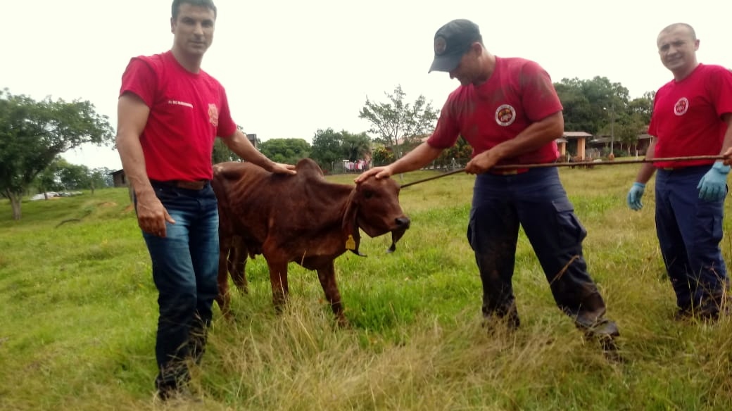 Bombeiros resgatam terneiro preso em tubulação 7 bezerro 4