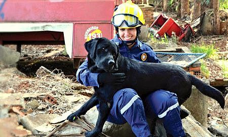 caes do cbmsc selecao de filhotes amparo e tratamentos 20190227 1823020828