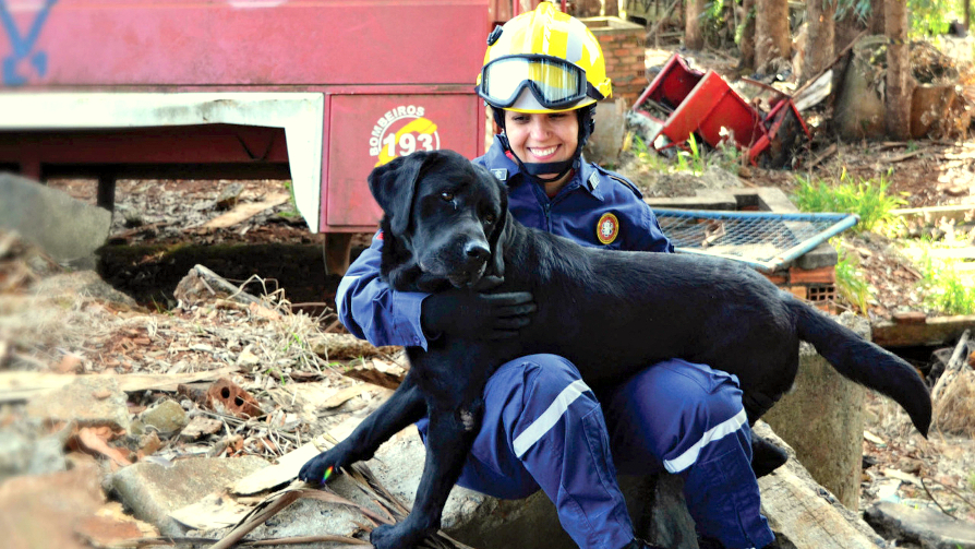 caes do cbmsc selecao de filhotes amparo e tratamentos 20190227 1823020828