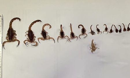 maracaja escorpiÃµes capturados 2019 0319 1