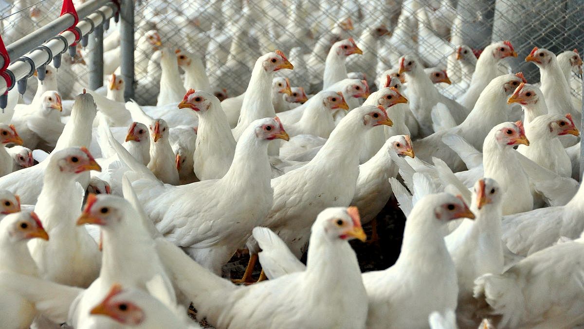 carne de frango 20190411 1608892287