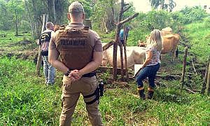 operacoes de combate a farra do boi envolvem mais de 350 agentes do governo em sc 20190421 1066176531