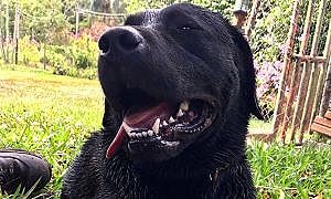 despedida do cao barney 20190506 1090372788