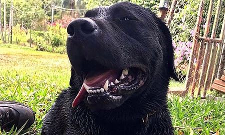 despedida do cao barney 20190506 1090372788