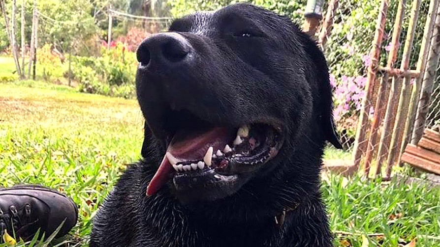 despedida do cao barney 20190506 1090372788