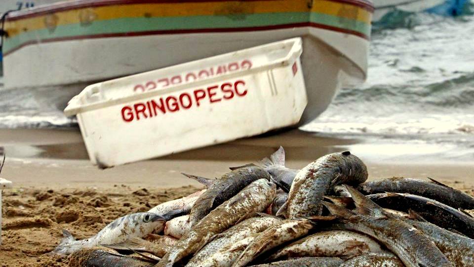 pesca da tainha 20190430 1743209653