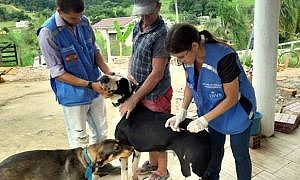 raiva animais vacina