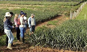 Estudantes conhecem a cultura do abacaxi em Forquilhinha 15