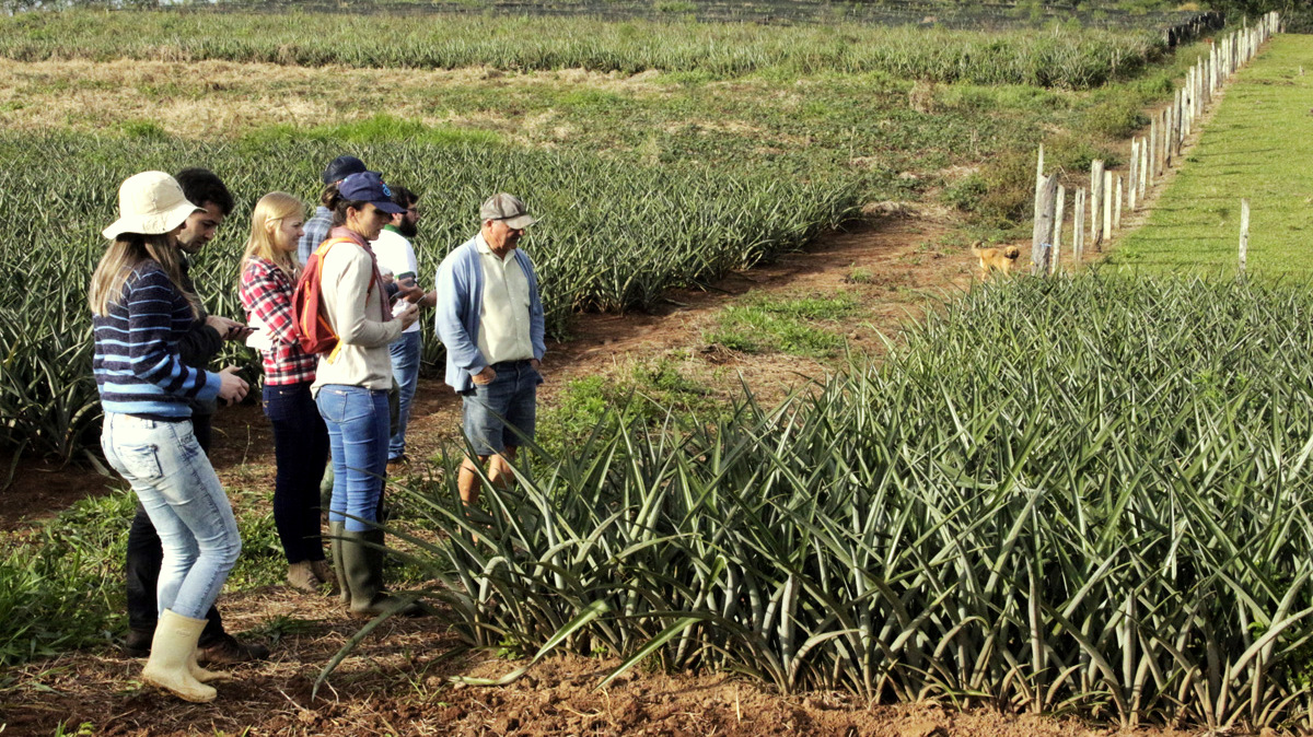 Estudantes conhecem a cultura do abacaxi em Forquilhinha 15