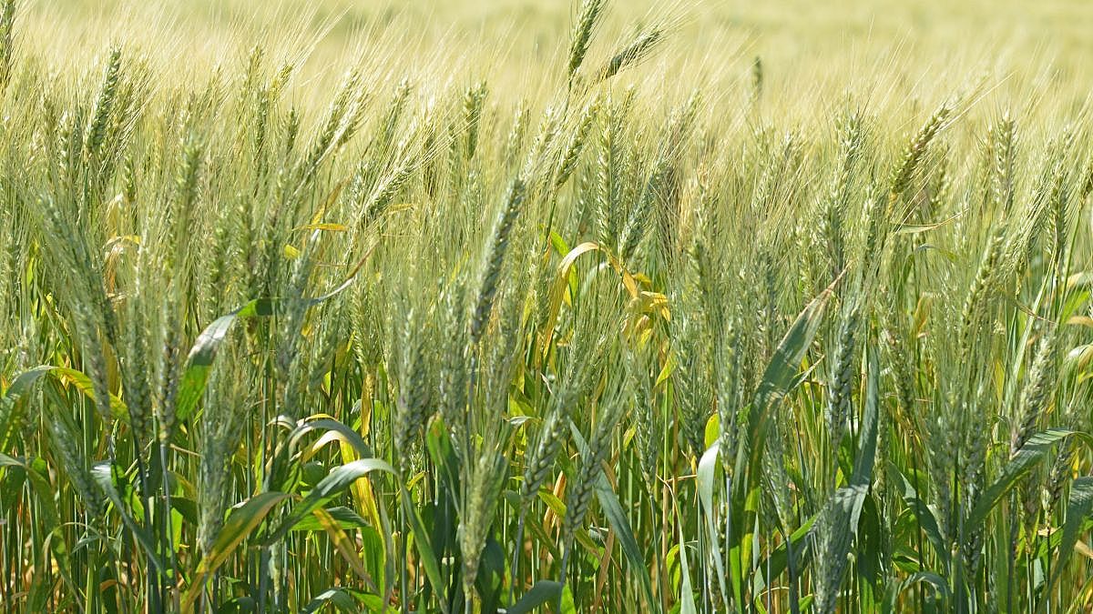 balanco social epagri 20190626 1298681403 1