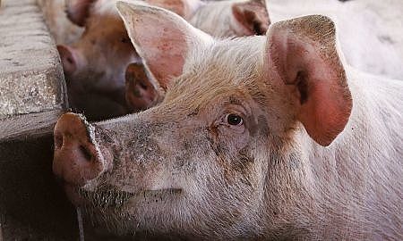 porcos suíno