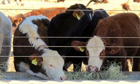 raiva em bovinos 20190531 1554994980