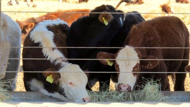 raiva em bovinos 20190531 1554994980