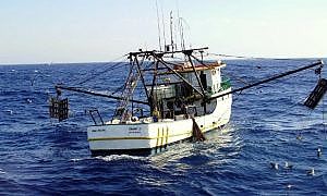 santa catarina busca solucoes para viabilizar a pesca de camarao 20190809 1532129263 1