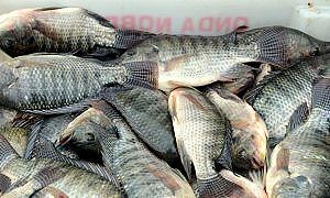 tilapias 20190830 1252940752