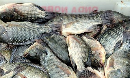 tilapias 20190830 1252940752