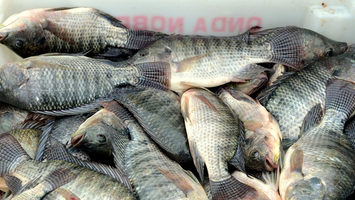 tilapias 20190830 1252940752