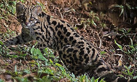 Gato Maracaja Fotos Junior Santos 1