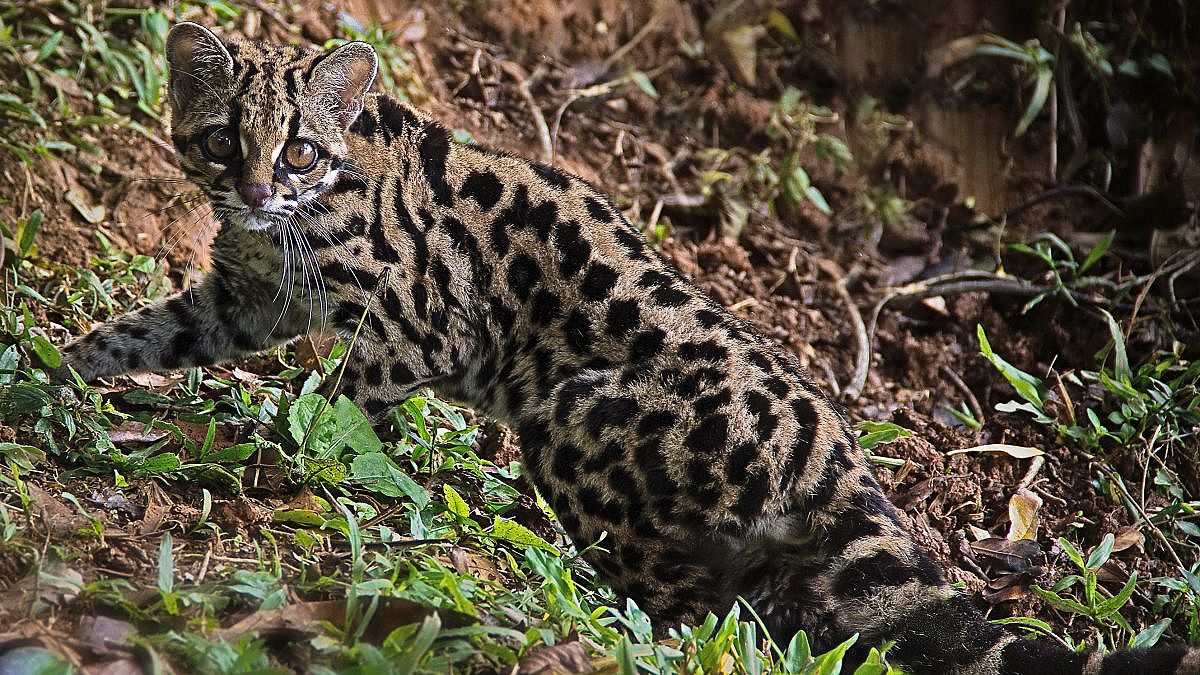 Gato Maracaja Fotos Junior Santos 1