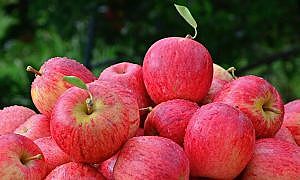 indicacao geografica para a maca da regiao de sao joaquim entra em debate nesta sexta feira 6 20180704 1385321616 1