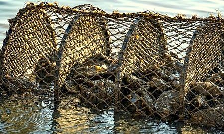 criacao de ostras 20190906 1987839894