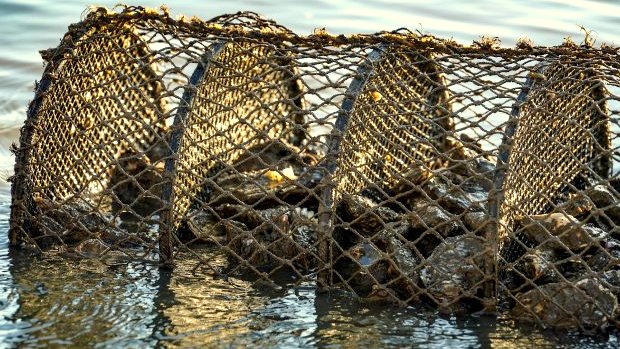 criacao de ostras 20190906 1987839894