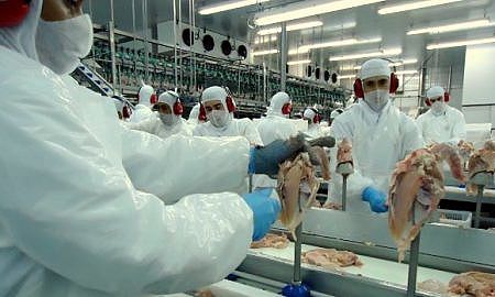 producao de alimentos frango 20191007 1555680933