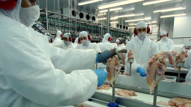 producao de alimentos frango 20191007 1555680933