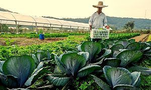 agricultura familiar 20191031 1716054549