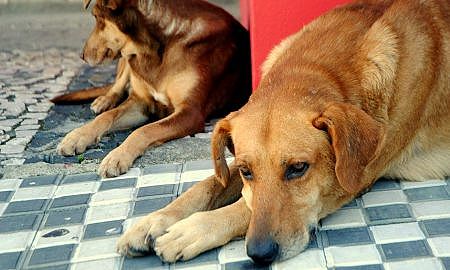 florianopolis caes de rua 20191105 1521965632