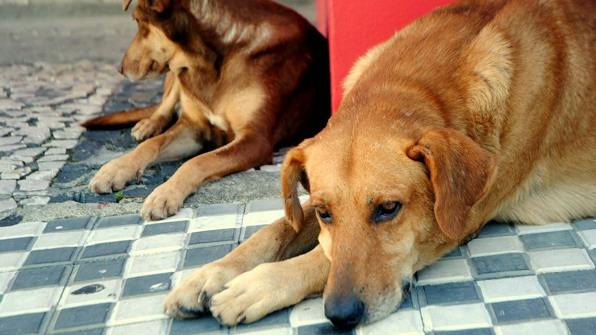 florianopolis caes de rua 20191105 1521965632