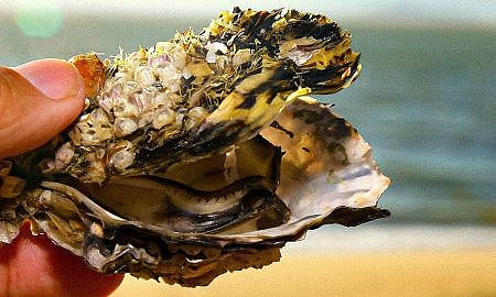 ostras moluscos 20191106 2074676168