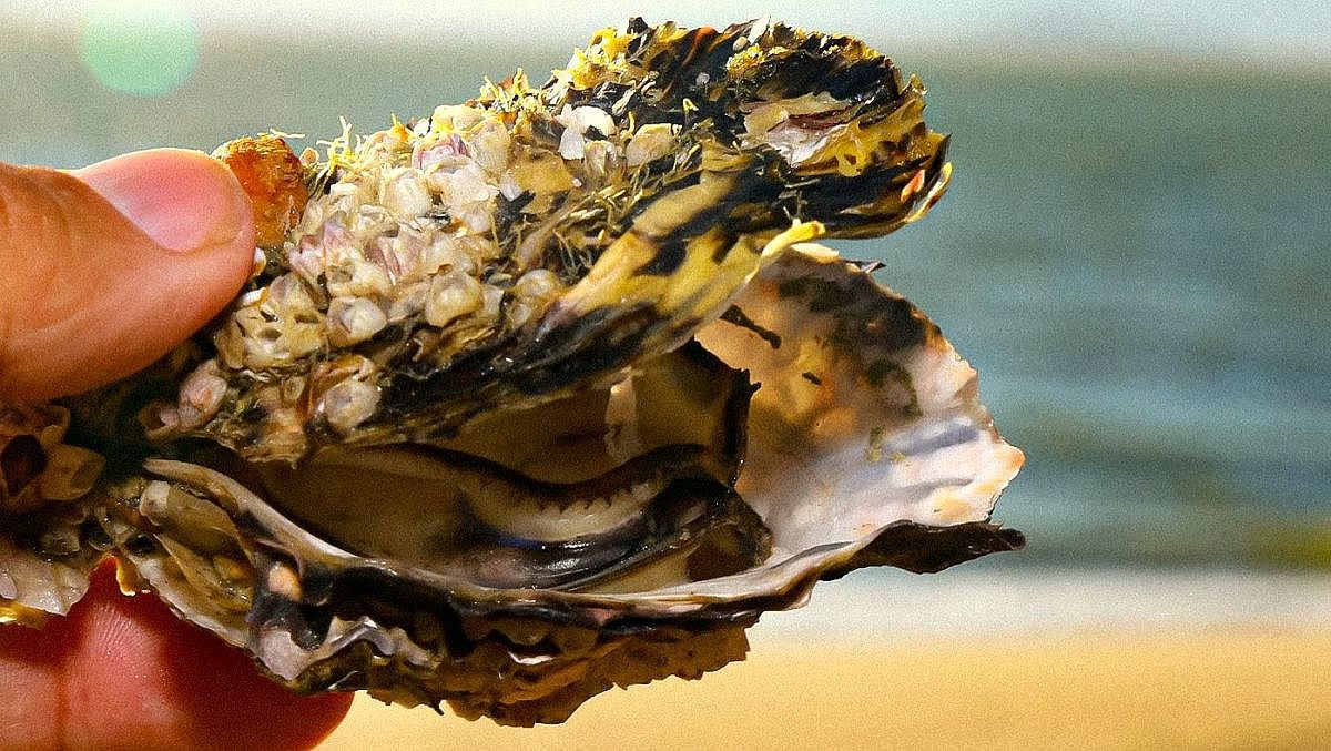ostras moluscos 20191106 2074676168